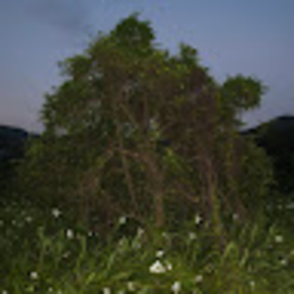 Meet your Posher, Corinne - Picture 1 of 1